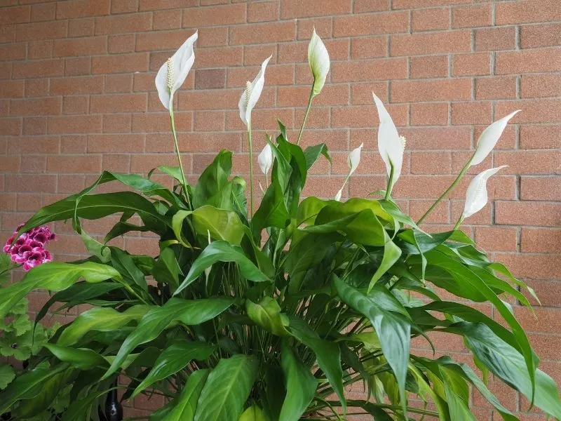 potted peach lily plant