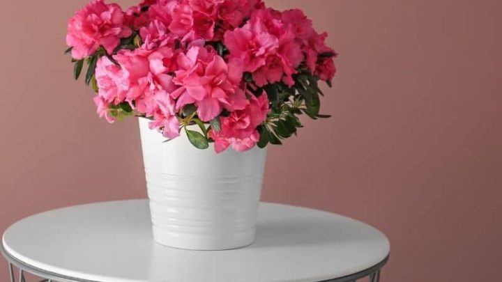 11 Best Indoor Plants for Asthma