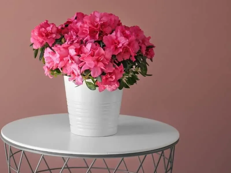 potted pink azalea plant on a white table