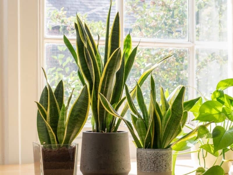 potted snake plants