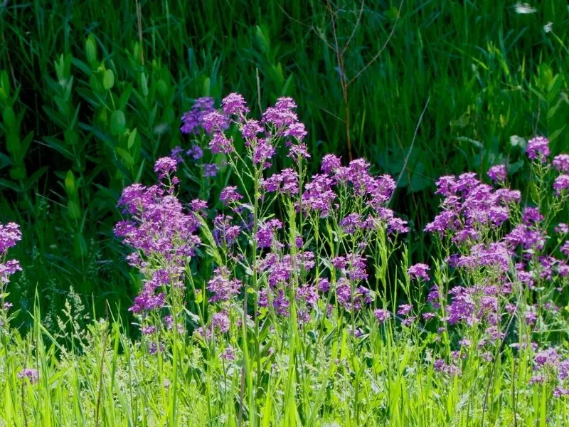 Prairie Phlox flowers