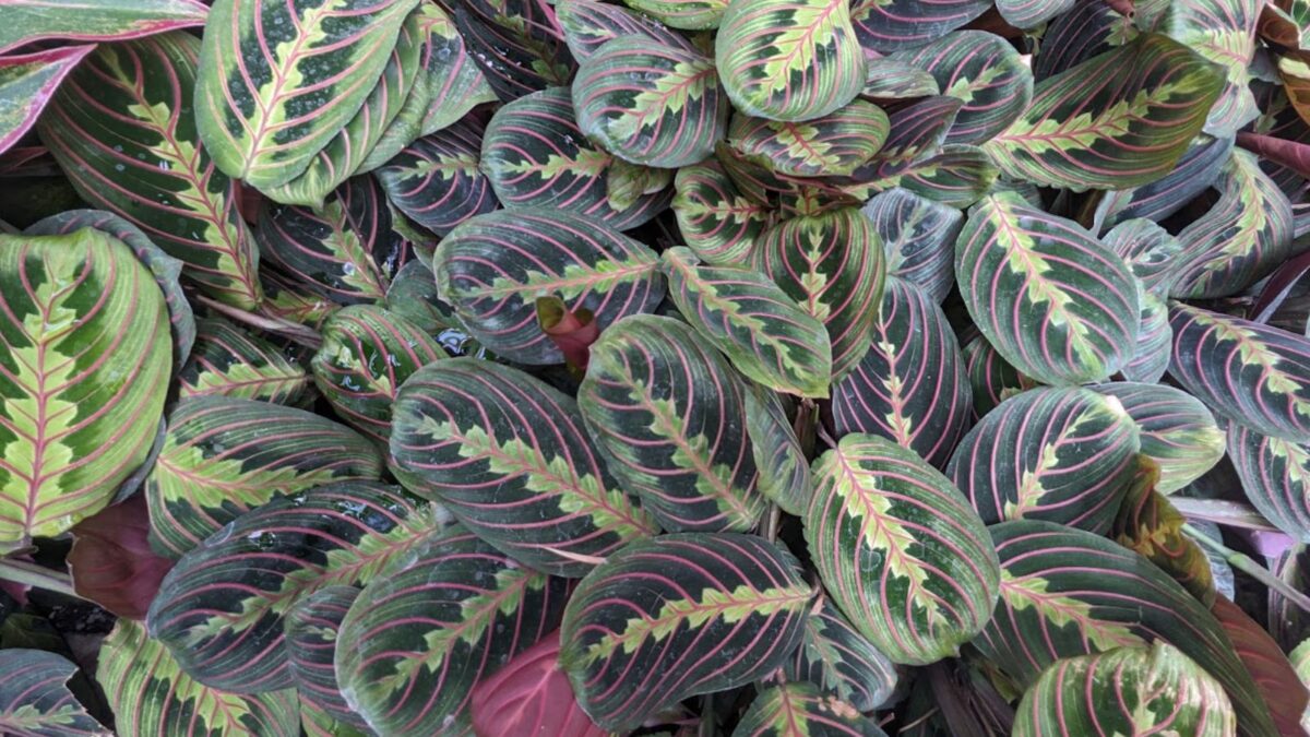 Red Prayer Plant - Maranta - Easy to Grow House Plant - 6" Hanging Basket/from jmbamboo prayer plant.