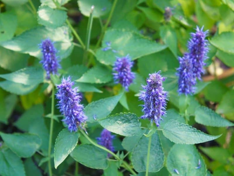 purple agastache flowers