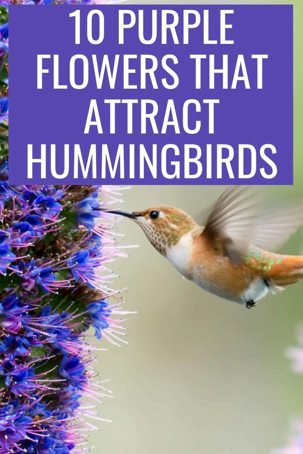 10 purple flowers that attract hummingbirds