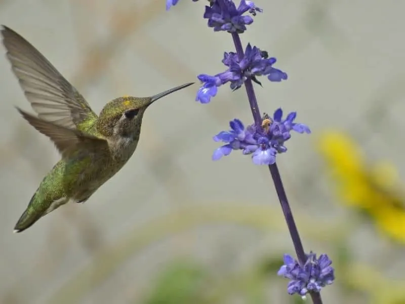 hummer feeding on salvia “Amethyst Lips”