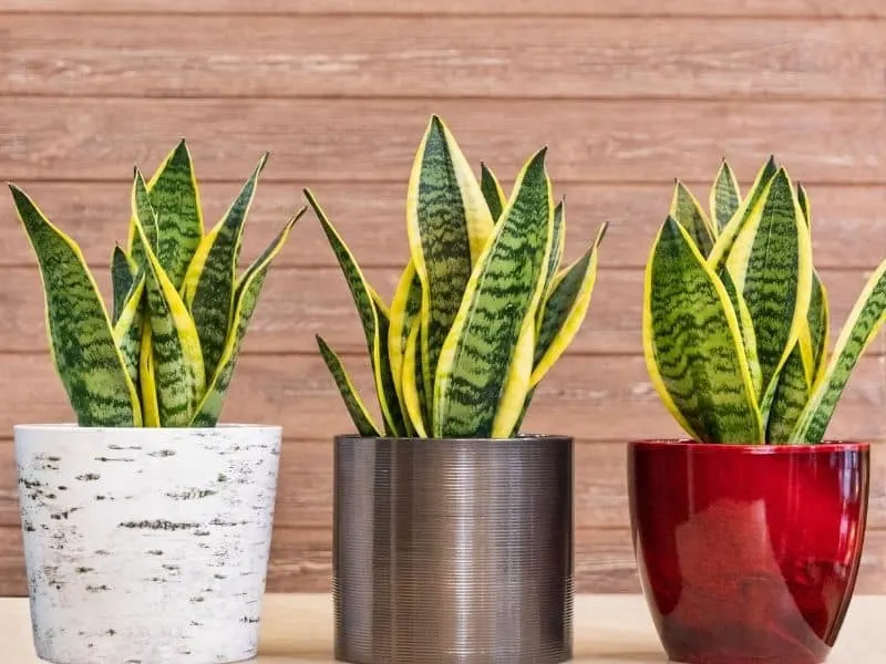 Snake plants in cute containers