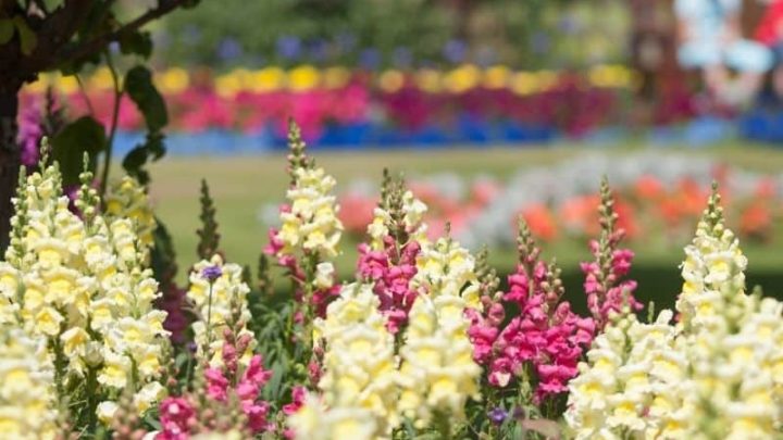 Celebrate National Public Gardens Day this Mothers’ Day Weekend