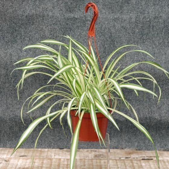 spider plant