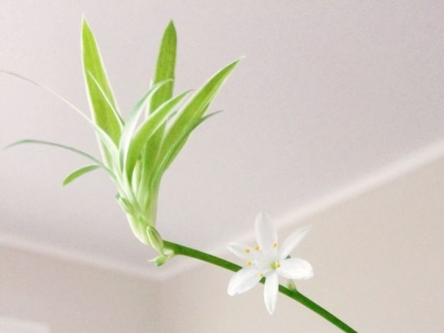 34 Best Indoor Plants For Low Light