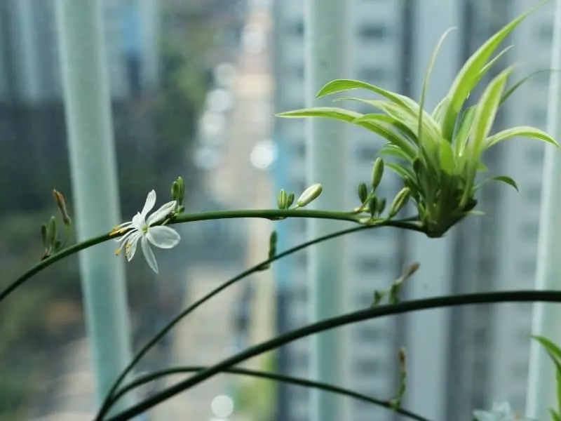 spider plant baby and flowers