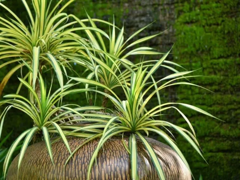 spider plants