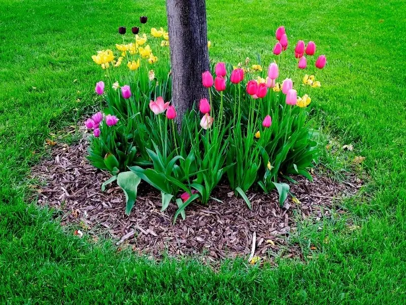 spring flowers growing at the base of a tree