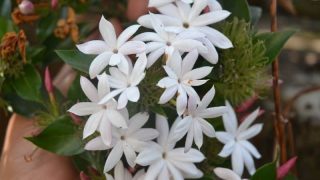 star jasmine