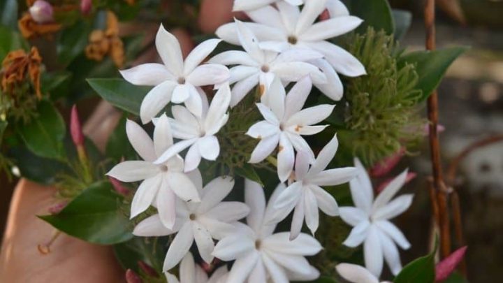 9 Best Indoor Plants For Feng Shui