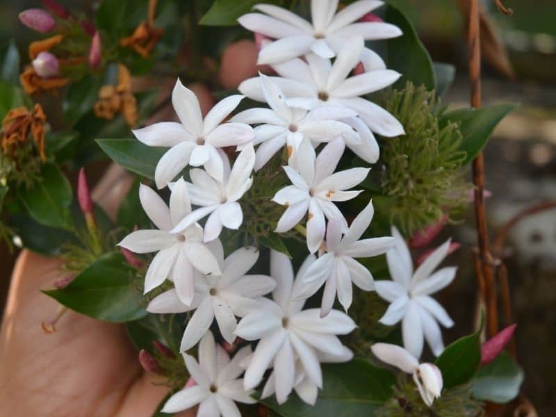 star jasmine