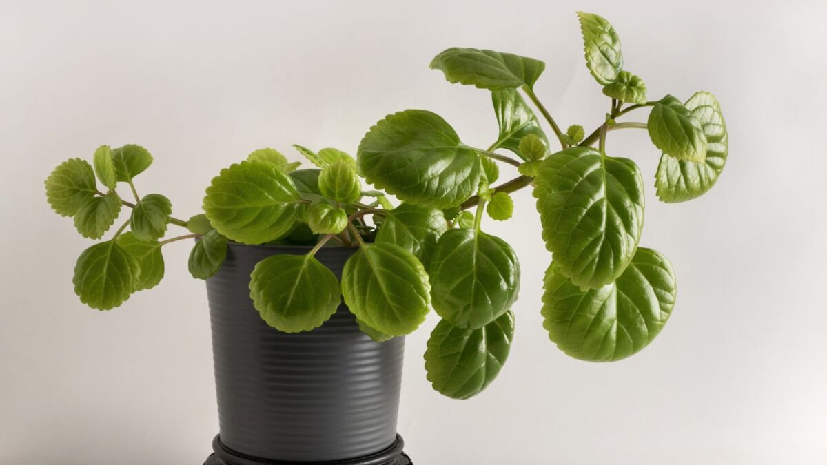 Swedish ivy in a ceramic pot. 