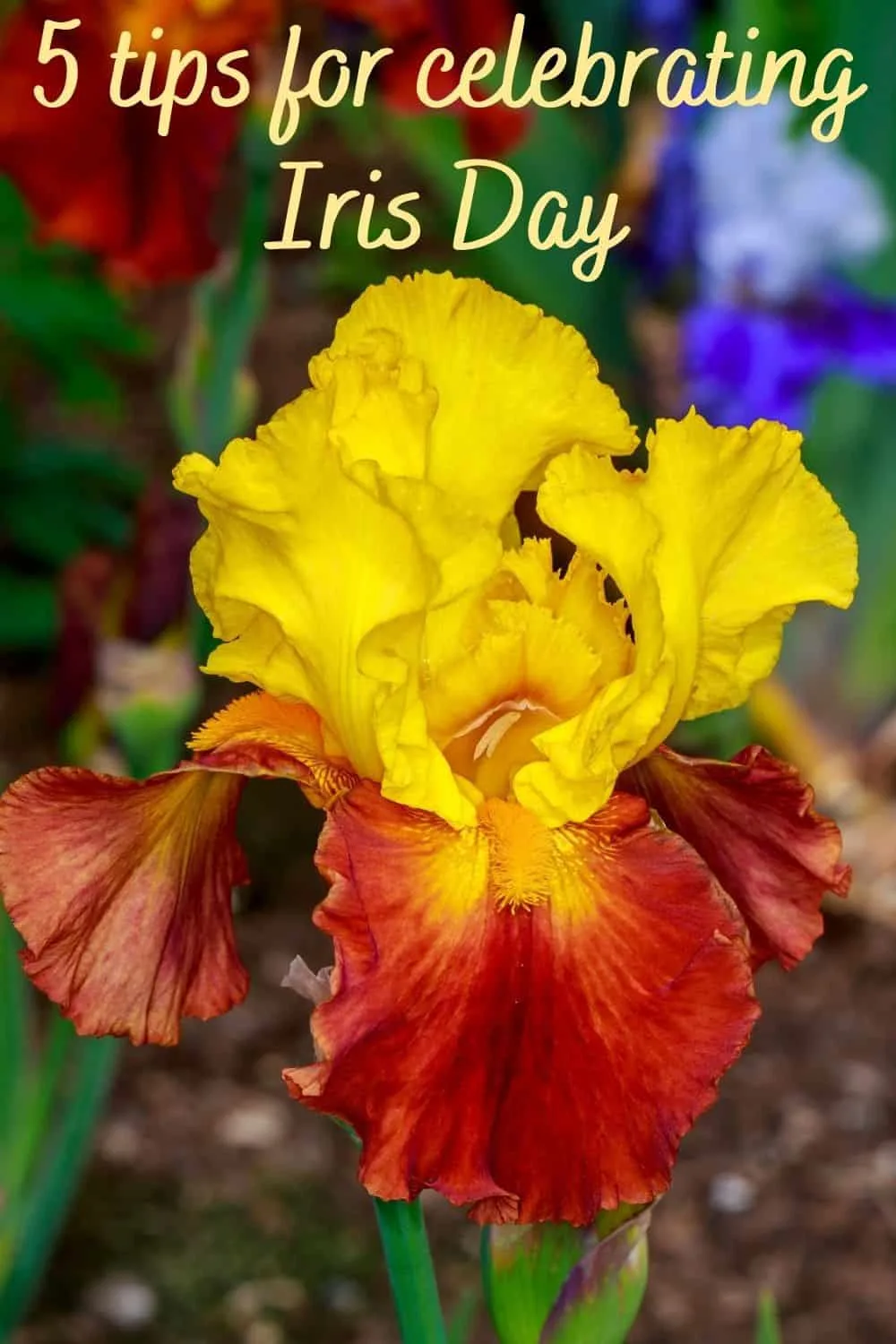 5 tips for celebrating Iris Day