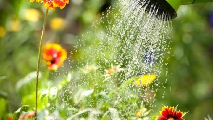Proper Watering Techniques for National Water a Flower Day (May 30)