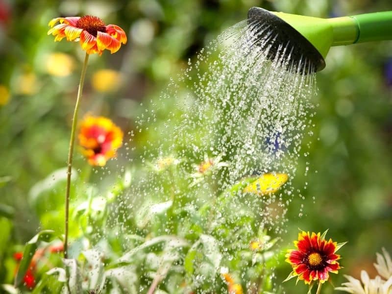 watering flowers