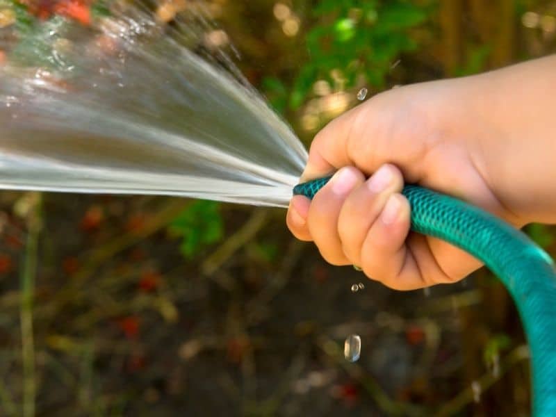 hose watering the garden