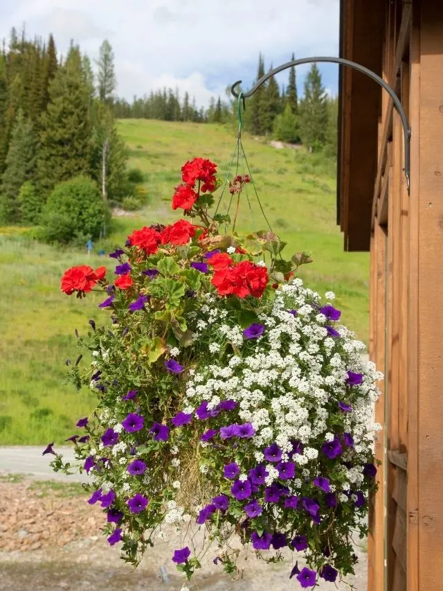 hanging basket with white, red and purple flowers
