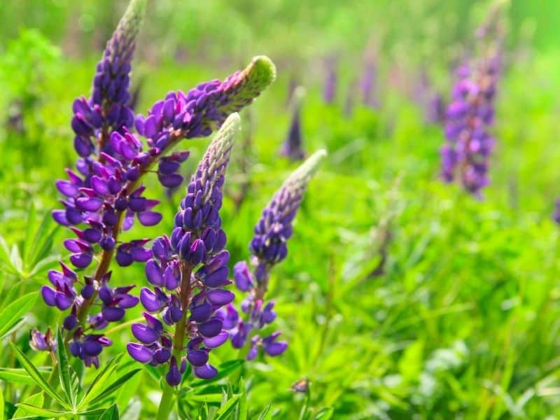 wild lupine flowers