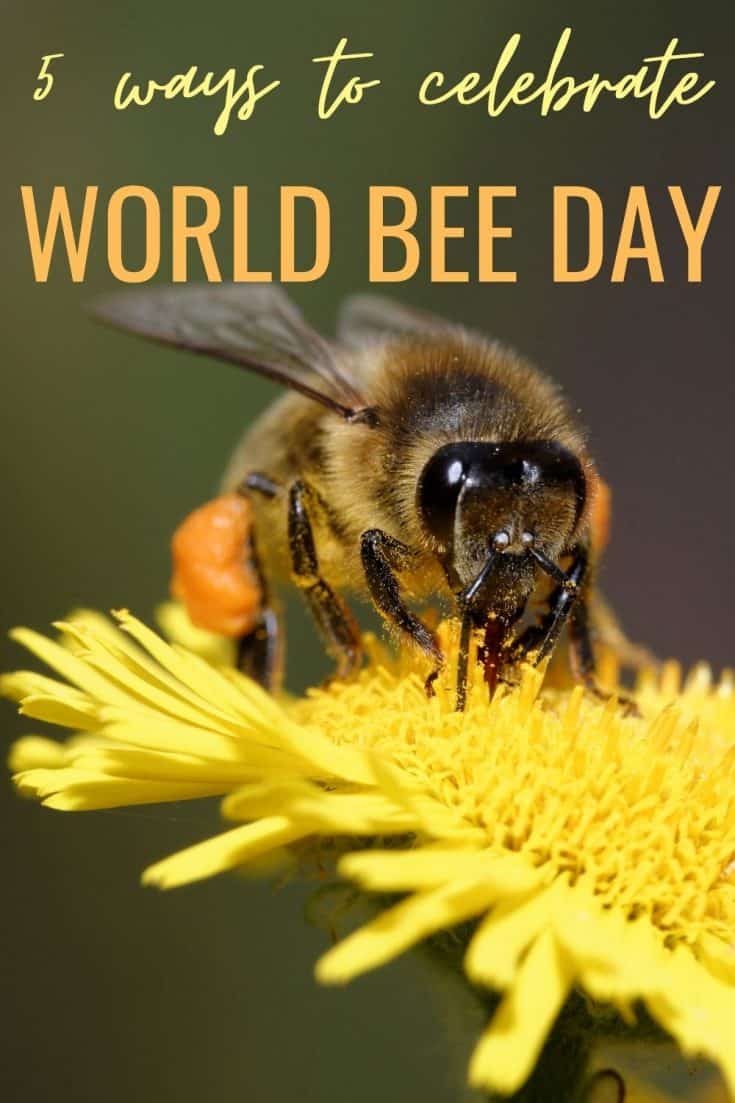 Celebrate Pollinators On World Bee Day, May 20