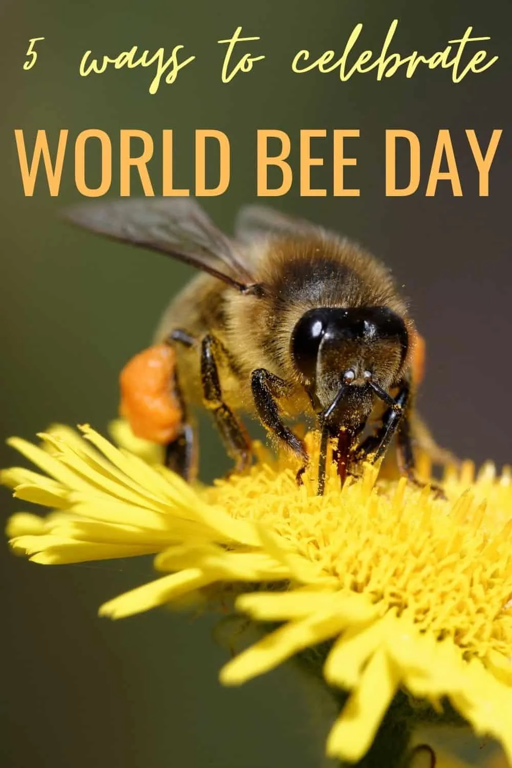 5 ways to celebrate World Bee Day