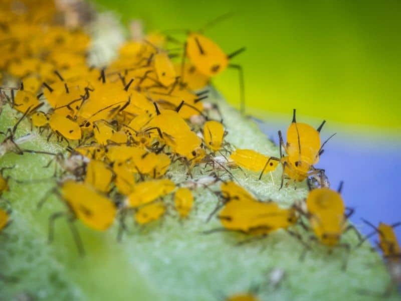 yellow aphids