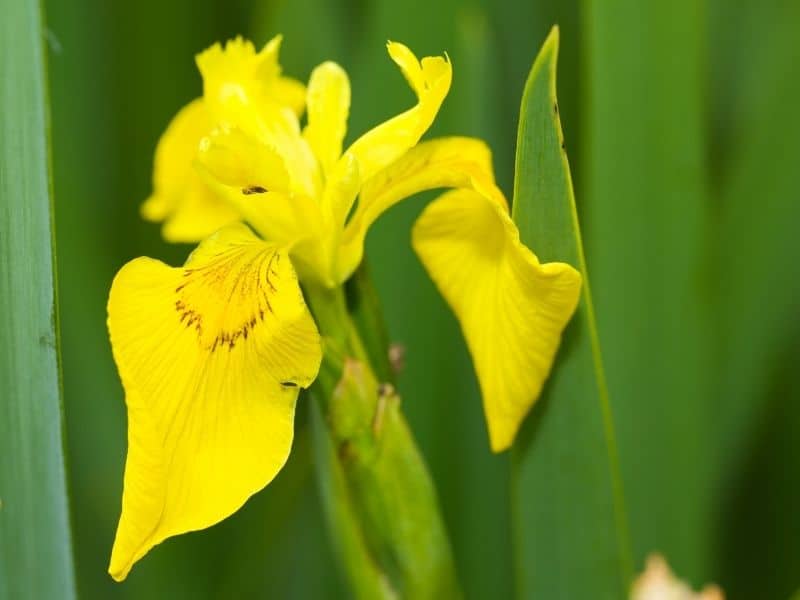 yellow flag flower