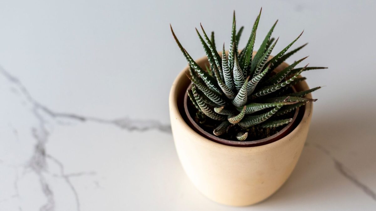 Live Window Haworthia Succulent | Star Window Plant | Indoor Succulents Gift Decoration (4 inch) zebra plant in a ceramic pot.