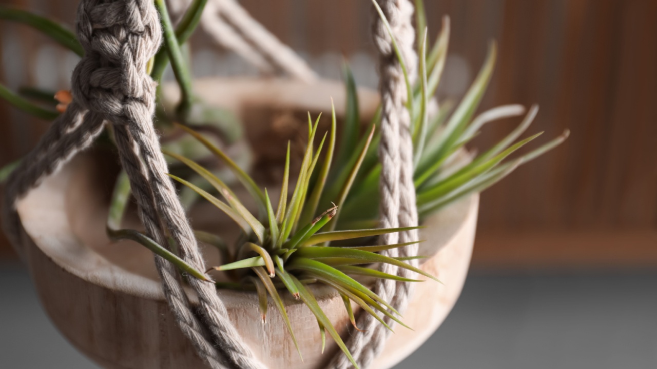 Tillandsia plants hanging on blurred background, closeup. House decor
