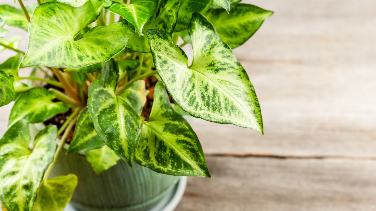 Green leaves Syngonium podophyllum close-up. Arrow head potted plant.