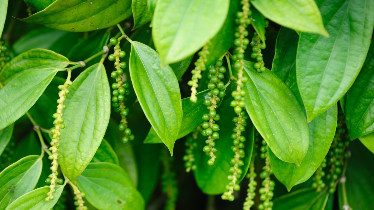 Black pepper fruits grow on tree in garden