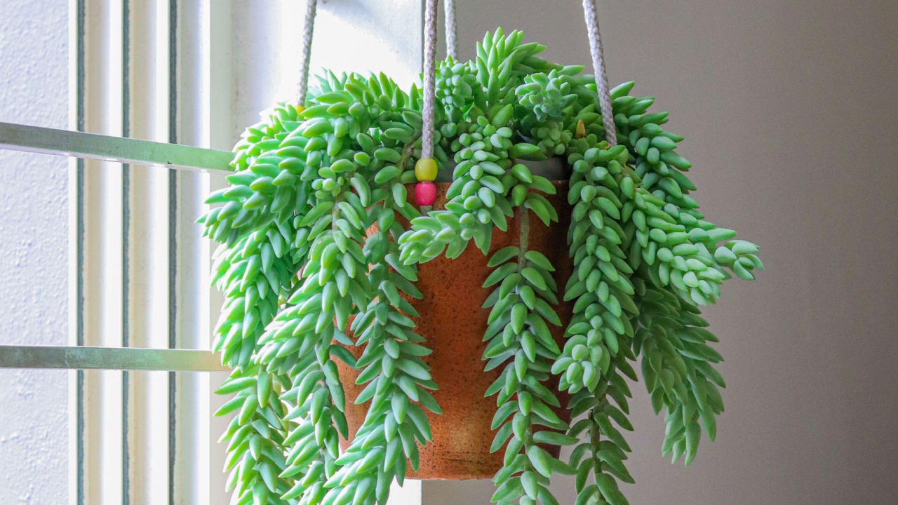 Burros Tail or Donkey's tail plant basking in the morning sun with lush green foliage