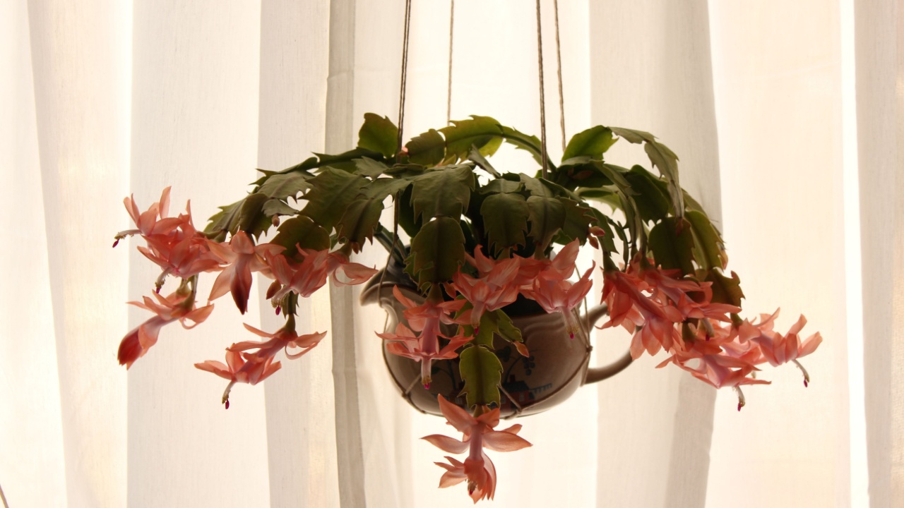 Blooming Christmas cactus with a backdrop of backlit white curtains