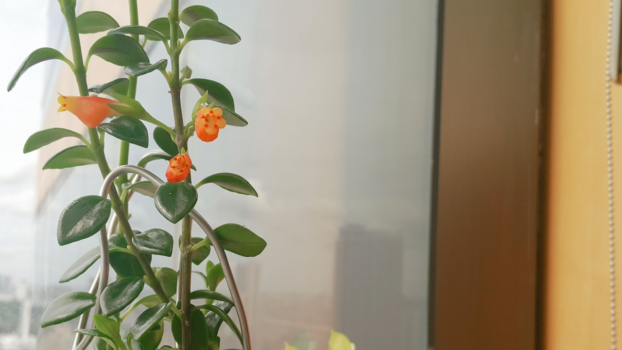 Nematanthus, commonly know as Goldfish Plant