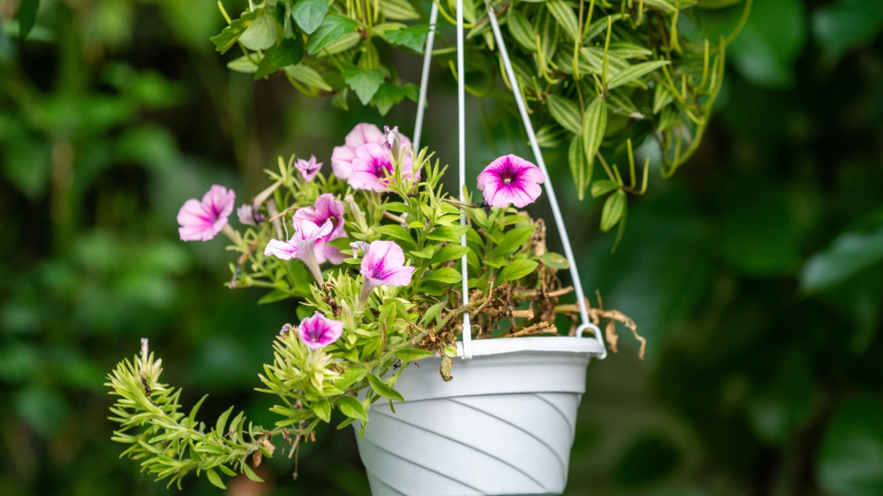 morning glory blooming in spring