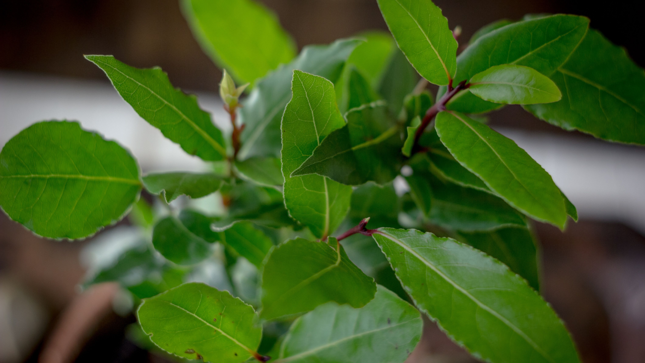 Laurel tree - Laurus nobilis as a house plant