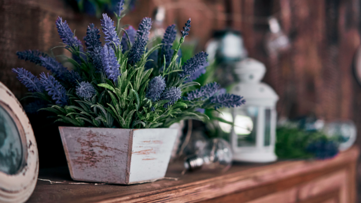Best Indoor Plants That Smell Heavenly