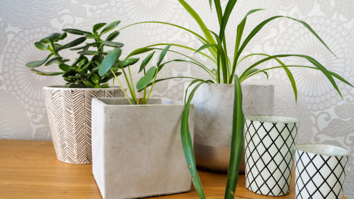 Low-Maintenance Houseplants Even Serial Plant Killers Can Keep Alive