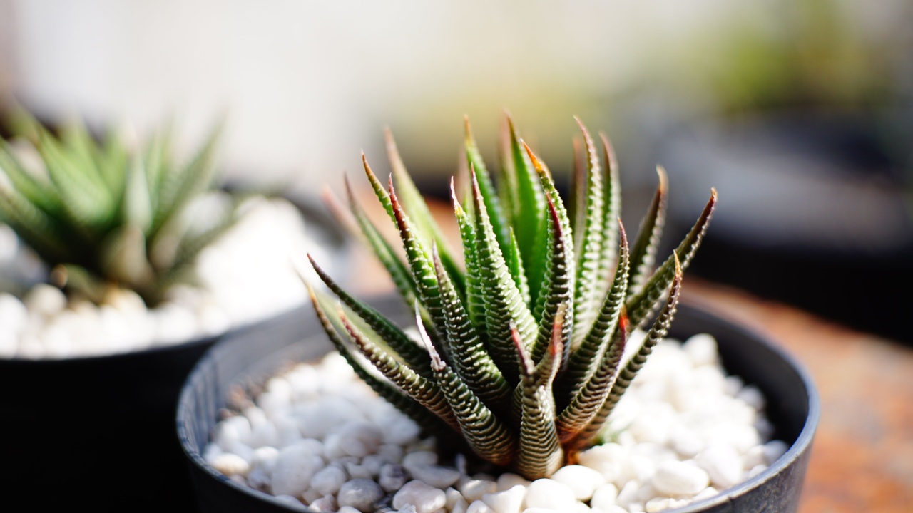 close up side view of Haworthia fasciata or attenuata , Zebra Cactus , Concolor Zebra Plant