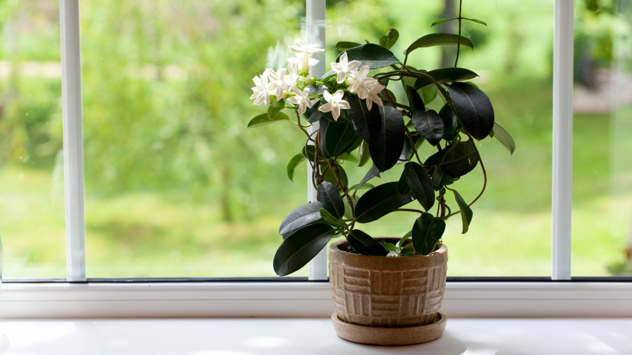 stephanotis room plant on windowsill