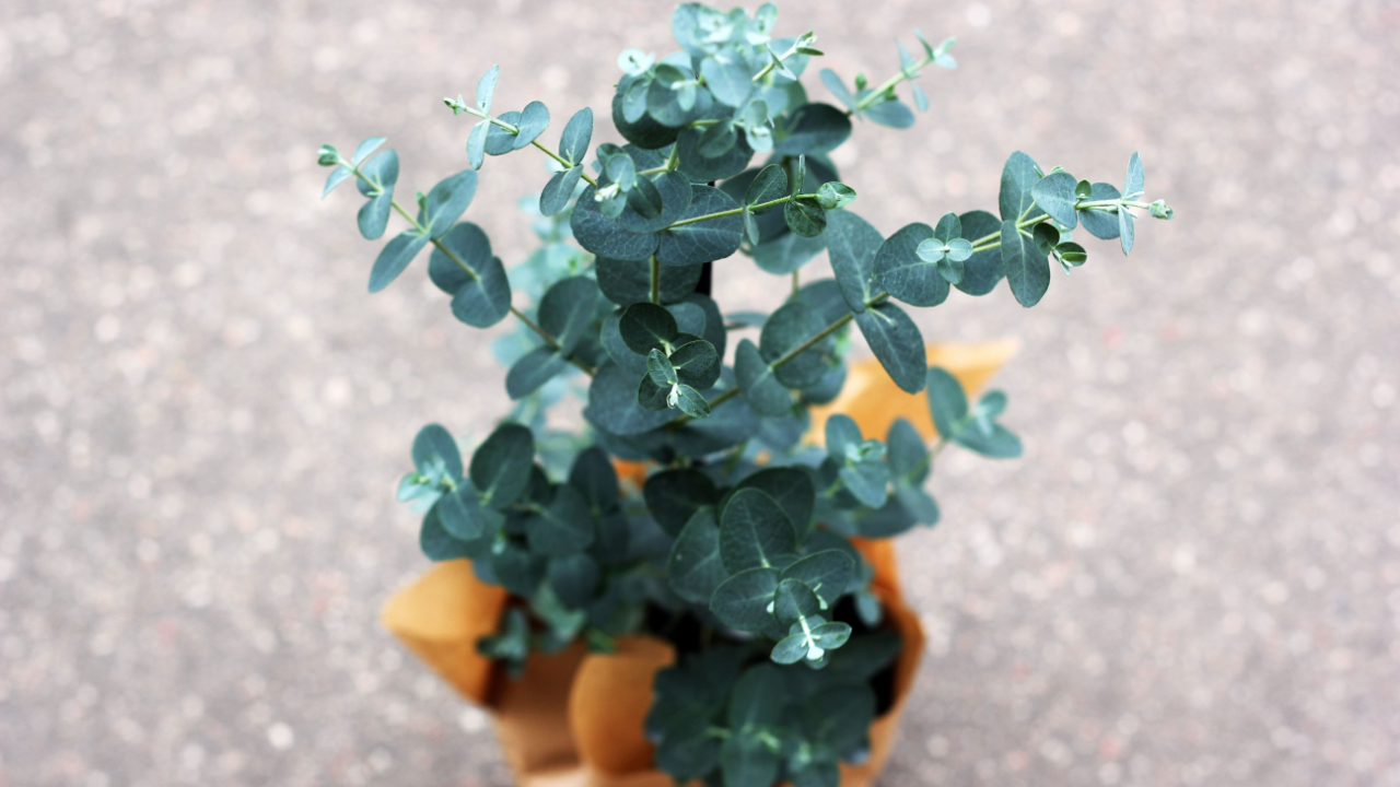 Eucalyptus gunnii in a pot