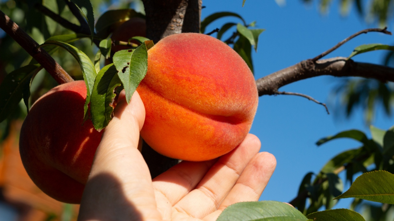 Harvesting peaches. Female hand touching fresh ripe peach on branch of peach tree in orchard.