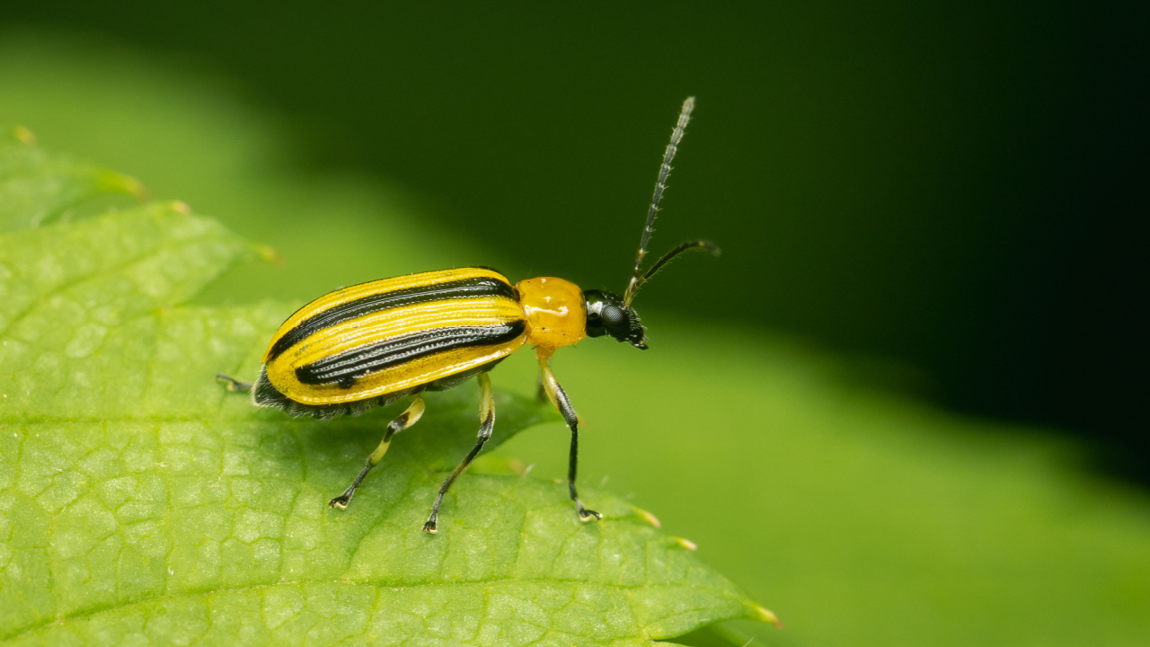 striped cucumber beetle