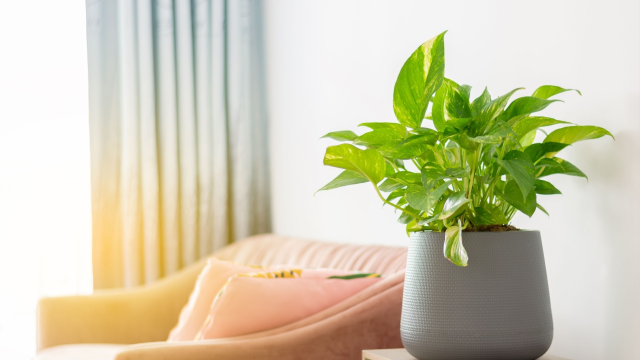 Epipremnum aureum in pots on table and pink sofa in the living room, houseplant, golden pothos purify air vining plant with heart-shaped leaves plant.