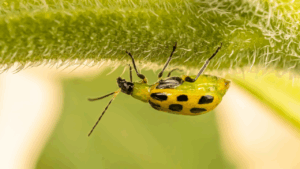 spotted cucumber beetle