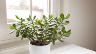 Crassula ovata, jade plant close-up. House plant in pot on the table by the window. Lush, fresh green leaves of houseplant. Succulent in home garden.