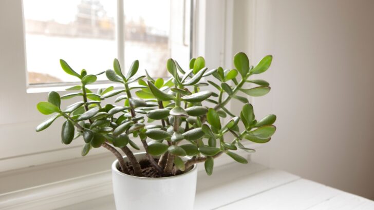 15 Best Indoor Plants for Dry Climates